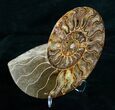Large Inch Wide Ammonite (Half) #4117-2